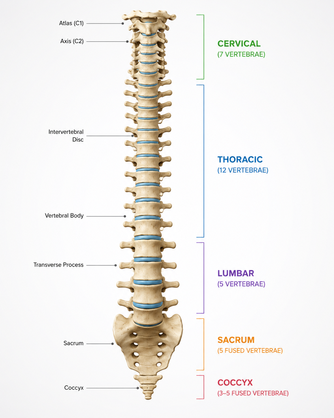 Spinal Health